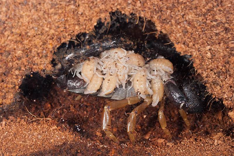 Heterometrus madraspatensis babies IMG_3767