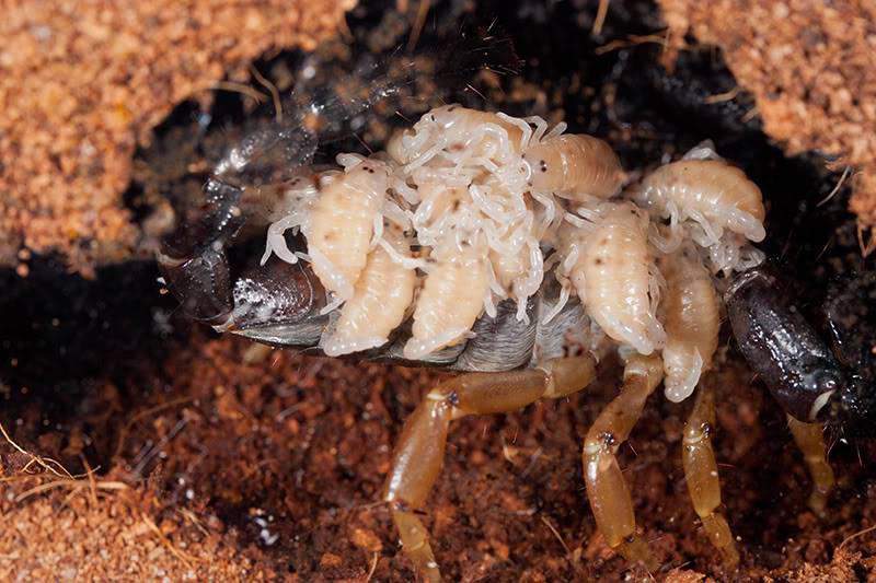 Heterometrus madraspatensis babies IMG_3769