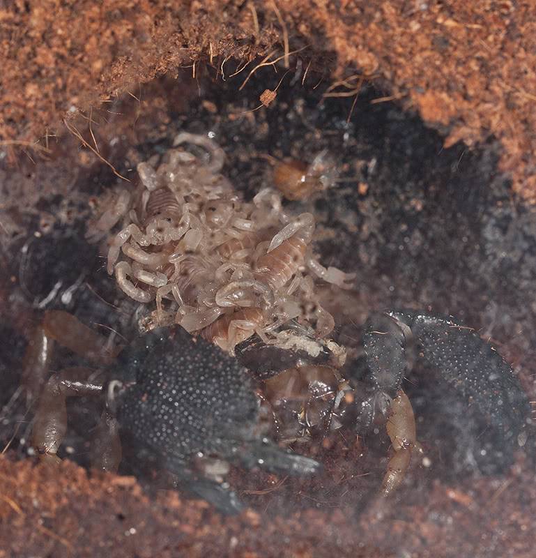 Heterometrus madraspatensis babies IMG_3798