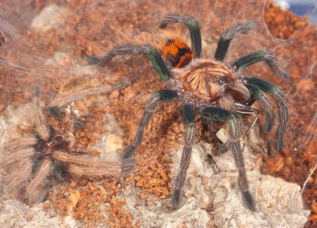 GBB and OBT molts. IMG_4190