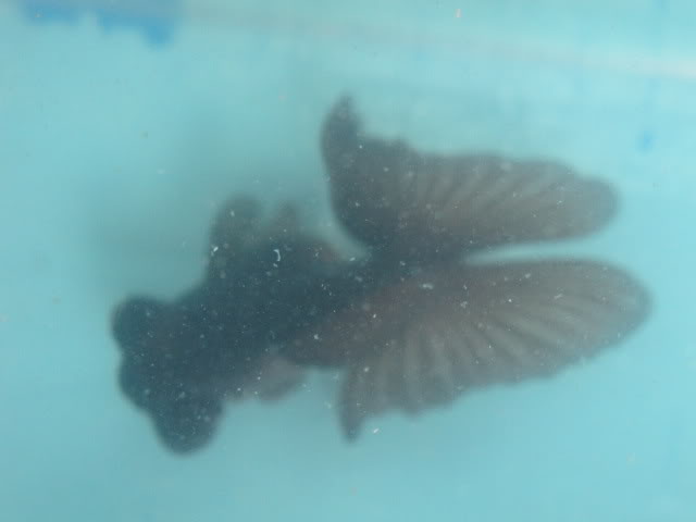 Mis Goldfish Butterfly_Hembra2