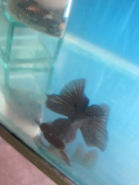 Mis Goldfish Butterfly_Macho2