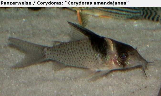 Fotografias de corydoras - Fotogaleria - Página 3 Imagem12_zps0a65d054