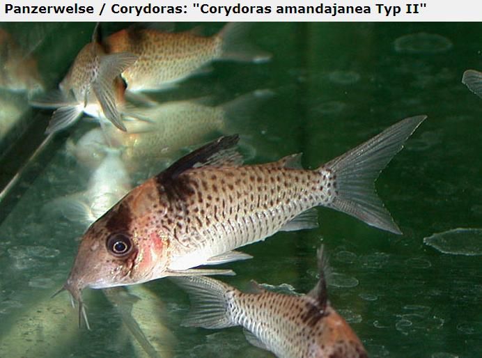 Fotografias de corydoras - Fotogaleria - Página 3 Imagem13_zpse3e553ae