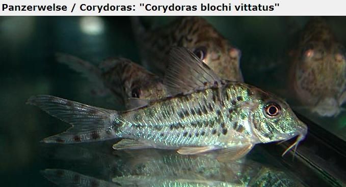 Fotografias de corydoras - Fotogaleria - Página 3 Imagem18_zps4b2c2935