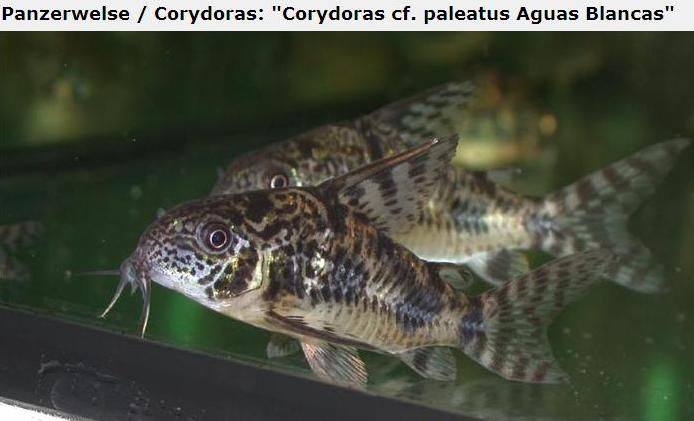 Fotografias de corydoras - Fotogaleria - Página 3 Imagem22_zpsf2939b37