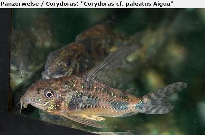 Fotografias de corydoras - Fotogaleria - Página 3 Imagem23_zps64bc955d