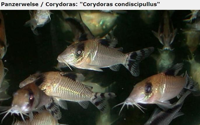 Fotografias de corydoras - Fotogaleria - Página 3 Imagem27_zpscd7a1c00