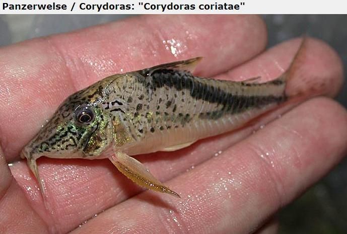 Fotografias de corydoras - Fotogaleria - Página 3 Imagem28_zps1dcaa297