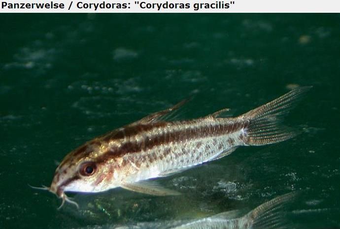 Fotografias de corydoras - Fotogaleria - Página 3 Imagem32_zpscde18a64