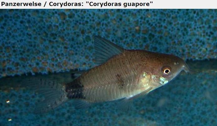 Fotografias de corydoras - Fotogaleria - Página 3 Imagem33_zpsa926042b