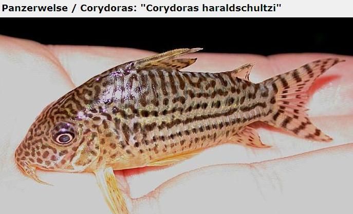 Fotografias de corydoras - Fotogaleria - Página 3 Imagem35_zpsf4517d89