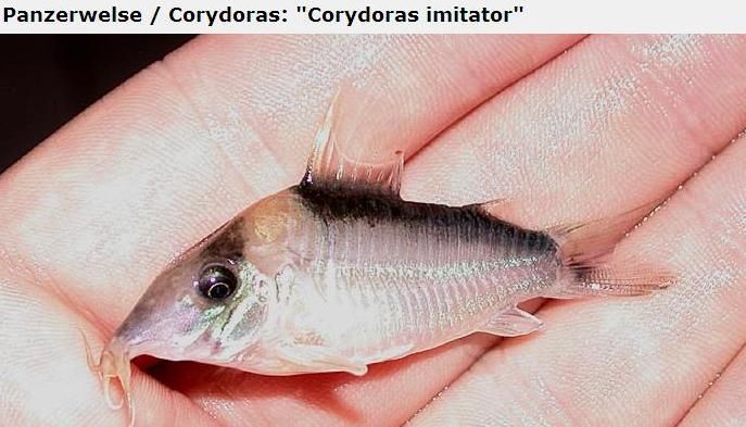 Fotografias de corydoras - Fotogaleria - Página 3 Imagem36_zpsae1307a0