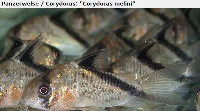 Fotografias de corydoras - Fotogaleria - Página 3 Imagem40_zps0253d137