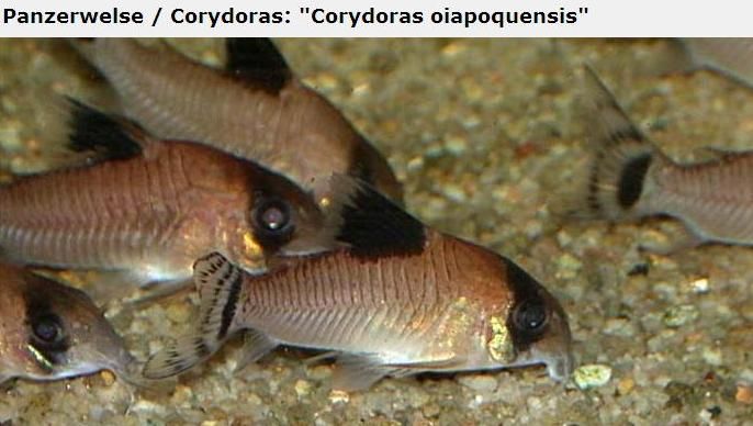 Fotografias de corydoras - Fotogaleria - Página 3 Imagem46_zps42ade80c