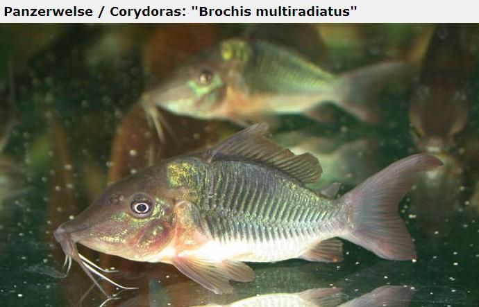 Fotografias de corydoras - Fotogaleria - Página 3 Imagem4_zps06cc841c