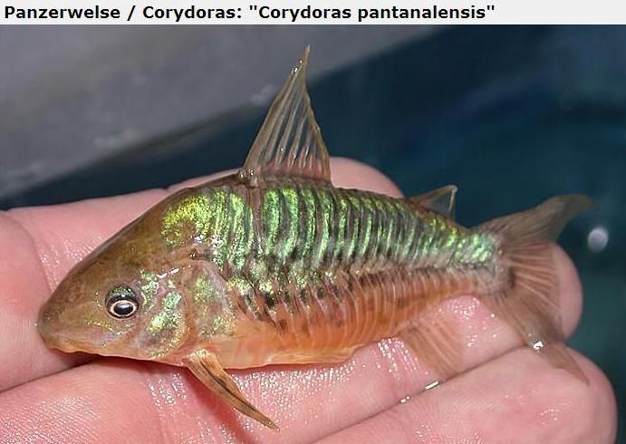 Fotografias de corydoras - Fotogaleria - Página 3 Imagem50_zpsc12f18e5