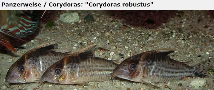 Fotografias de corydoras - Fotogaleria - Página 3 Imagem55_zpsc0243008