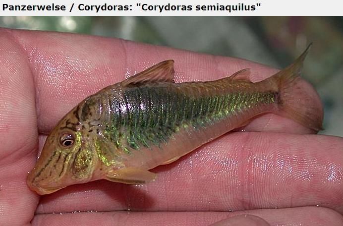 Fotografias de corydoras - Fotogaleria - Página 3 Imagem56_zps1bfcea3c