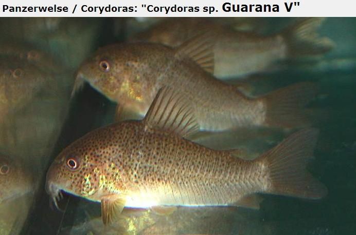 Fotografias de corydoras - Fotogaleria - Página 3 Imagem62_zps98c23f97