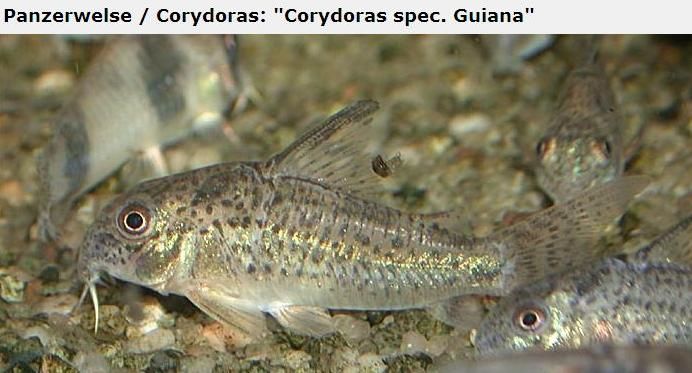 Fotografias de corydoras - Fotogaleria - Página 3 Imagem63_zps9aa5f39c