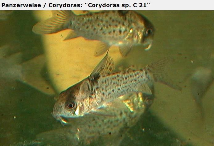 Fotografias de corydoras - Fotogaleria - Página 3 Imagem64_zps3fb5f40b