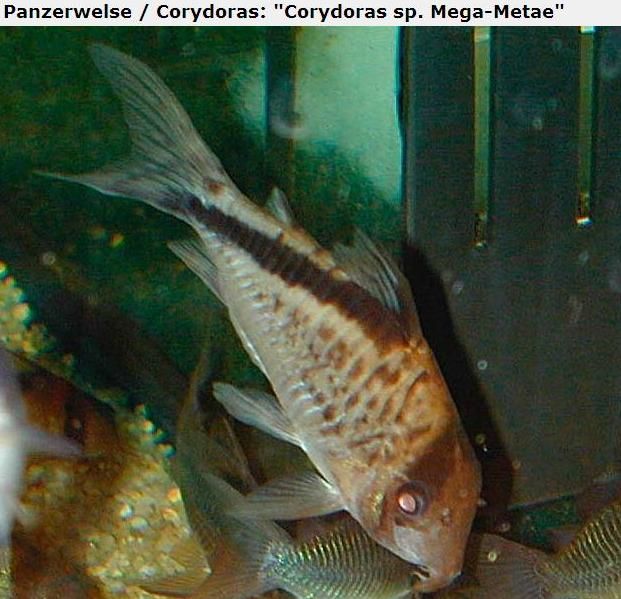 Fotografias de corydoras - Fotogaleria - Página 3 Imagem66_zpsd7459f93