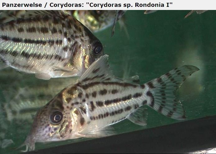 Fotografias de corydoras - Fotogaleria - Página 3 Imagem69_zpsedb157d9