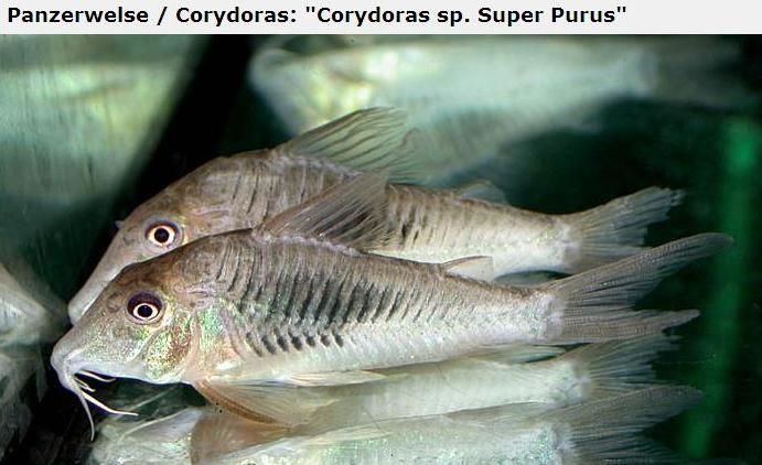 Fotografias de corydoras - Fotogaleria - Página 3 Imagem70_zps4e5d921a