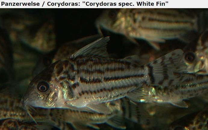 Fotografias de corydoras - Fotogaleria - Página 3 Imagem71_zpscc73c38c