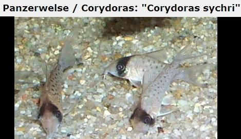 Fotografias de corydoras - Fotogaleria - Página 3 Imagem73_zps8c964fb5