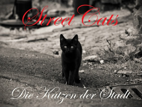 StreetCats - Die Katzen der Stadt Cover-1