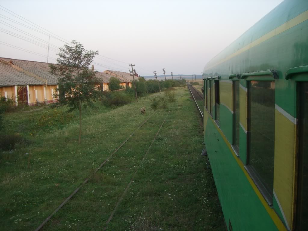 213 : Radna - Timisoara Nord - Pagina 2 CIMG7544