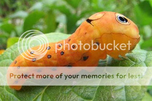 10 senjata penghancur tercanggih Hybrid-Insect-MEMS