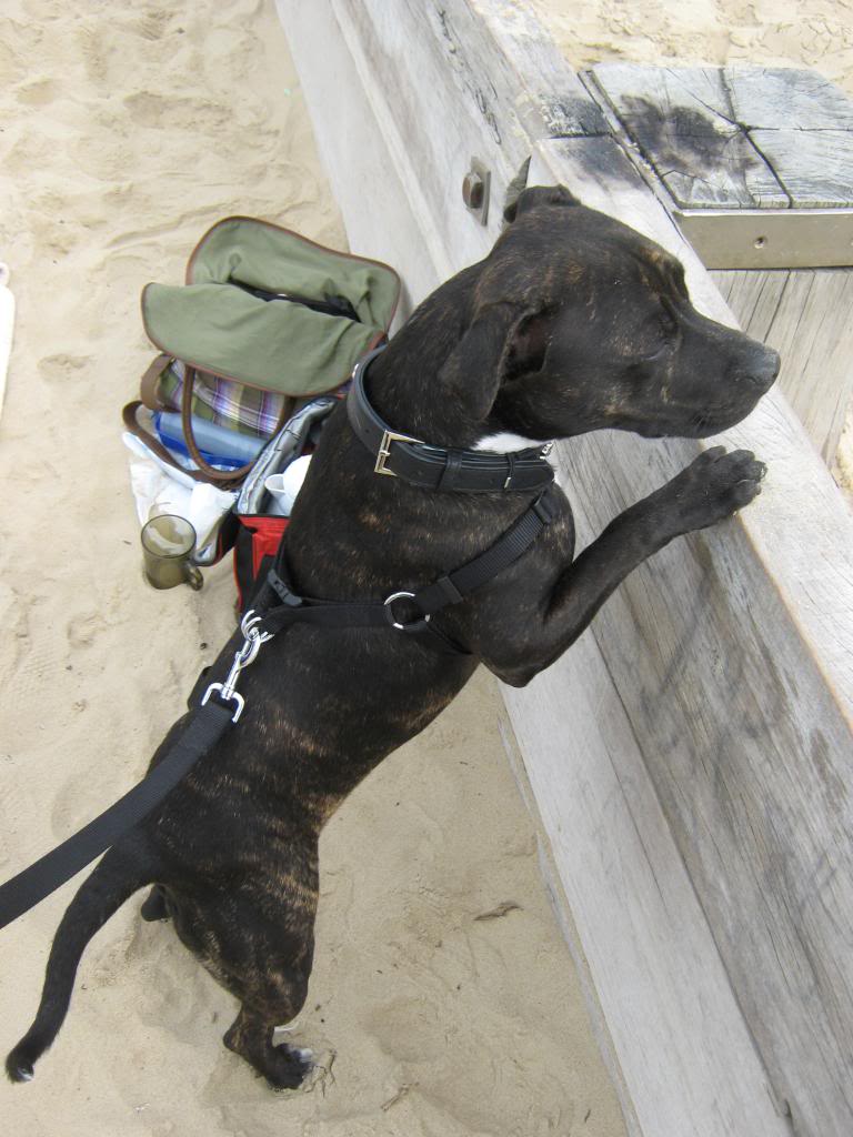 Poppy's first trip to the beach :) Kjuuii260