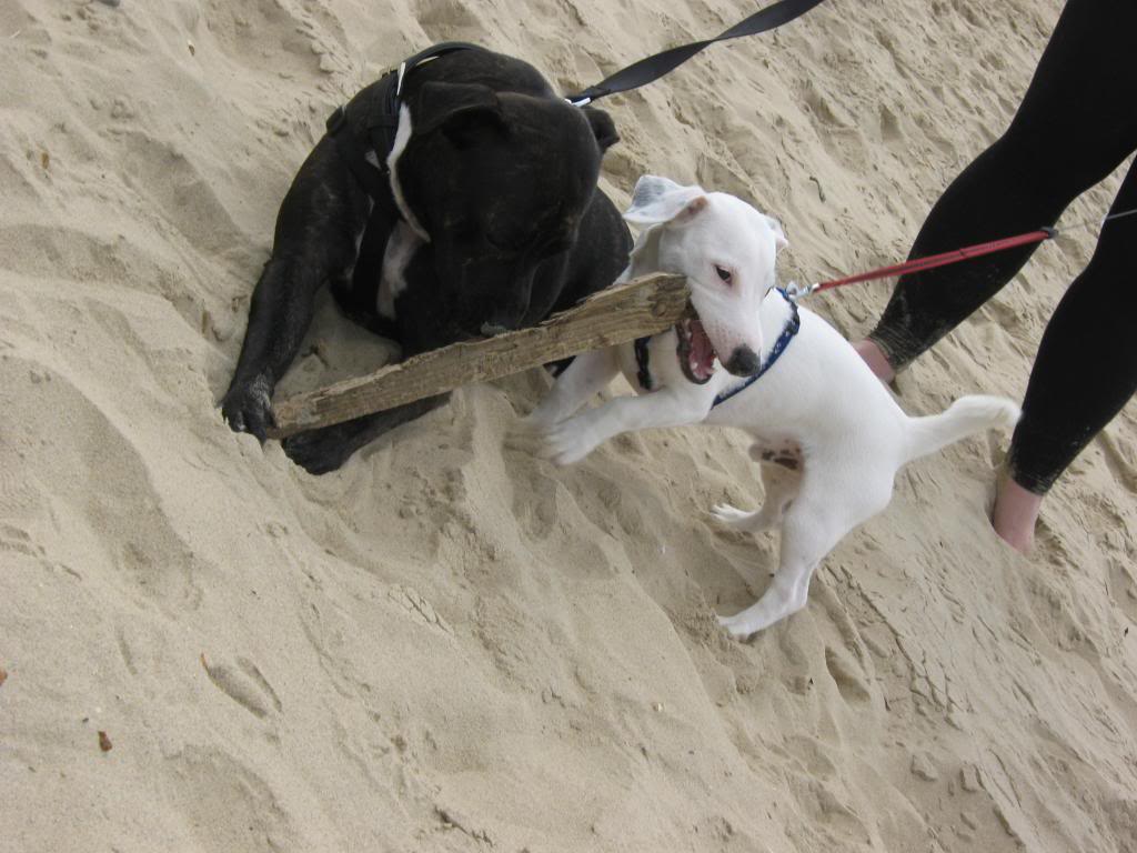 Poppy's first trip to the beach :) Kjuuii267