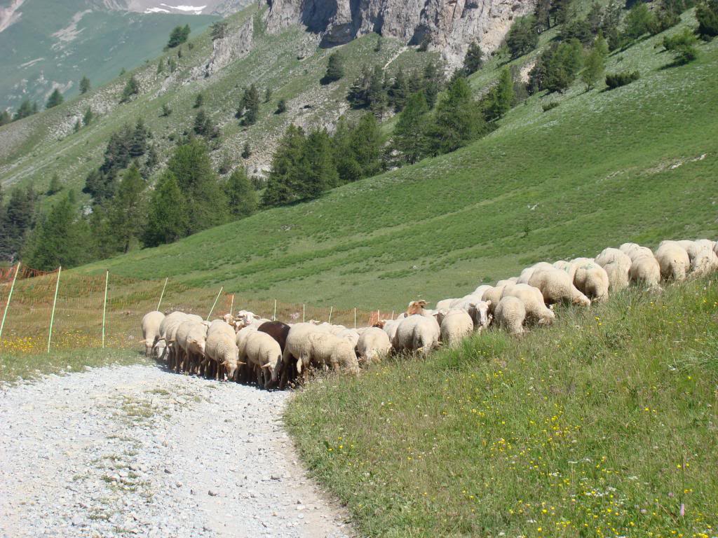 Tende, Casterino, col de tende 028_zps083a7d21