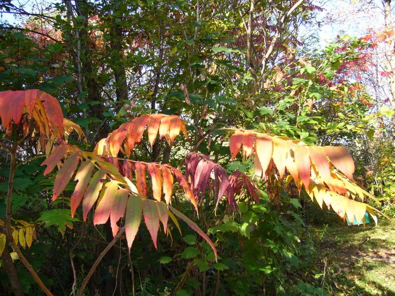 l'automne chez moi P1020077