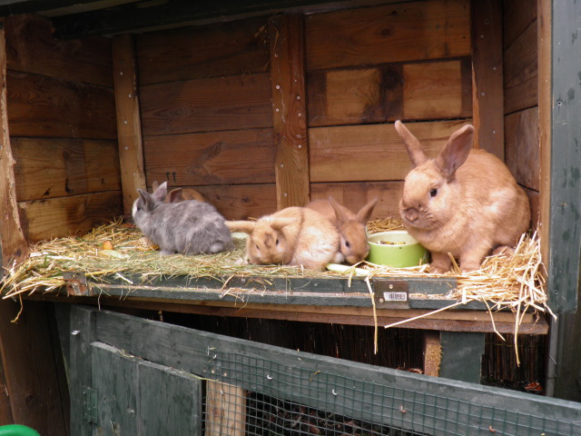 Bébé Lapin et oiseaux 20120508_19