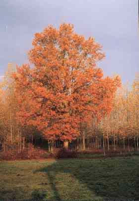 Beaux arbres Eikeboominherfstkleuren