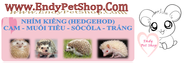 VĨNH LONG + HCM - HAMSTER, HEDGEHOG ( NHÍM KIỂNG), GUINEA PIG (BỌ Ú THÁI) .... 2311hotsalet12-2