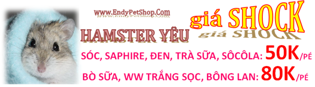 VĨNH LONG + HCM: GIỜ VÀNG HAMSTER 50K, NHÍM KIỂNG 150K CỰC SHOCK GIOVANGHAMSTER