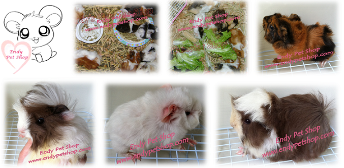 [EndyPetShop] Hamster , Nhím Kiểng (Hedgehod), Bọ Thái ( Guinea Pig ), Thức Ăn và Vật Dụng GUINEASIZENHO