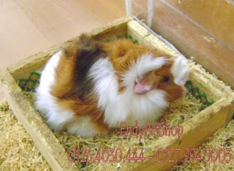 [EndyPetShop-Quận 10] - Guinea Pig & Rabbit - Bọ thái, Bọ Việt Nam và Thỏ Gpcai1