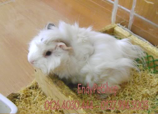 [EndyPetShop-Quận 10] - Guinea Pig & Rabbit - Bọ thái, Bọ Việt Nam và Thỏ Gpcai2