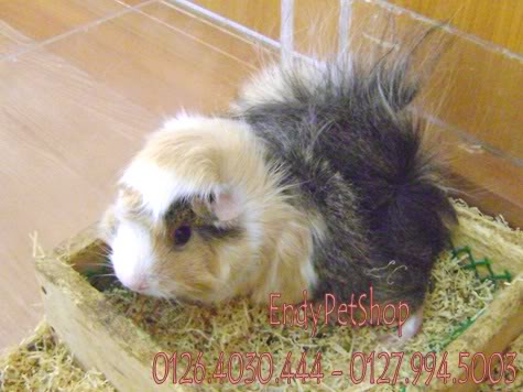 [EndyPetShop-Quận 10] - Guinea Pig & Rabbit - Bọ thái, Bọ Việt Nam và Thỏ Gpcai3