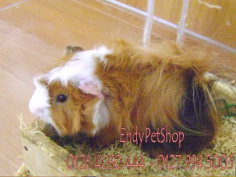 [EndyPetShop-Quận 10] - Guinea Pig & Rabbit - Bọ thái, Bọ Việt Nam và Thỏ Gpduc1