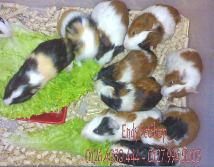 [EndyPetShop-Quận 10] - Guinea Pig & Rabbit - Bọ thái, Bọ Việt Nam và Thỏ Gpvn2