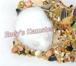 [EndyPetShop - Quận 10] Hamster đáng yêu, hamster ú, hamster xinh giá rẻ PANDAALBINO