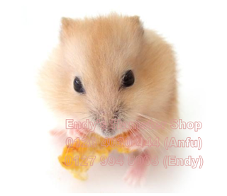 [EndyPetShop-Quận 10] - Giá Sỉ Hamster Robo nâu, isabel, WW và Vàng Chanh cho các shop WWBONGLAN